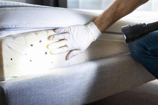 Best Bird Control  in Yorba Linda, CA