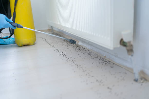 Best Local Pest Control Services  in Yorba Linda, CA